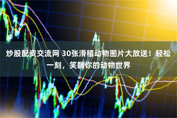 炒股配资交流网 30张滑稽动物图片大放送！轻松一刻，笑翻你的动物世界